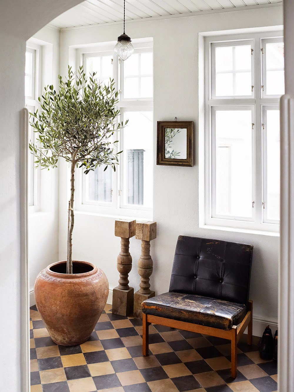 Indoor Olive Trees – Honestly WTF
