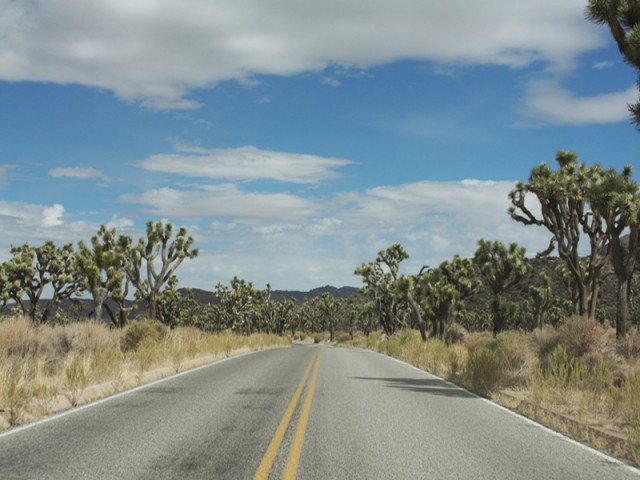 Mojave Desert – Honestly WTF