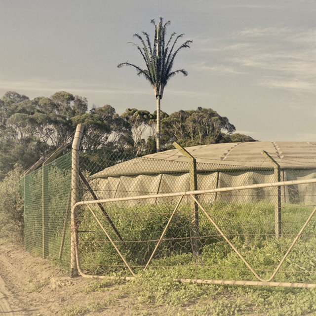 Invasive Species, Durbanville (2009)