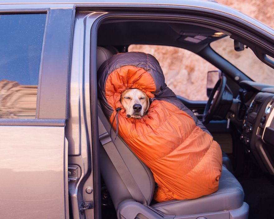 dog-traveling-car-motorcycle-maddie-on-road-1